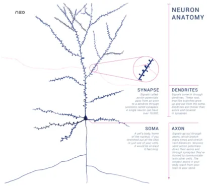 Figure 2.1: This drawing shows a single pyramidal neuron, the dominant excitatory neuron of cerebral cortex, with a synaptic connection from an incoming axon (red circles)