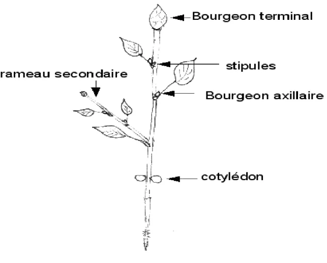 Figure n° 05 : Schéma du rameau de l’olivier (VILLEMUR et DOSBA 1997). 