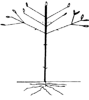 Figure n° 18 : Taille de Formation en gobelet (ANONYME, 1980). 