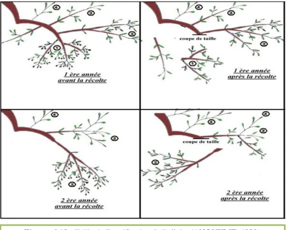 Figure n° 19 : Taille de Fructification de l’olivier (ANONYME, 1980). 