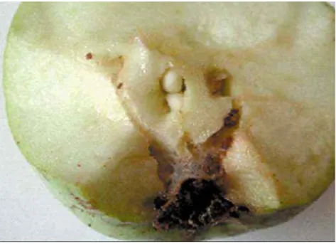 Figure n° 36   :   Piqures de carpocapse sur la peau du fruit de poirier (www.jardiplant.fr) 