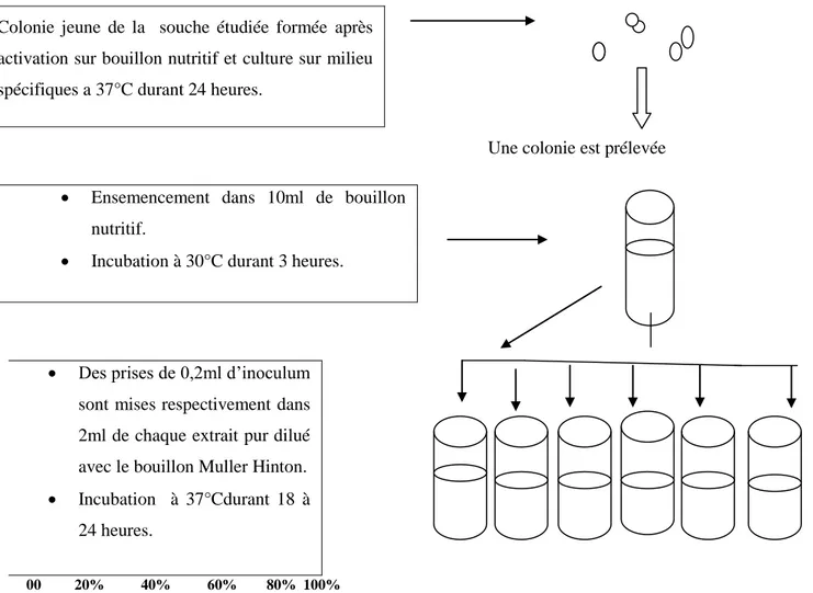 Figure 19.Méthode de  détermination de la CMI des extraits de thym.