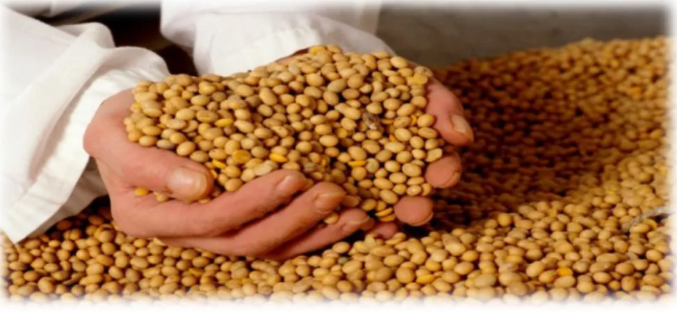 Figure 03: Les grains de soja 