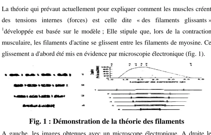 Fig. 1 : Démonstration de la théorie des filaments 