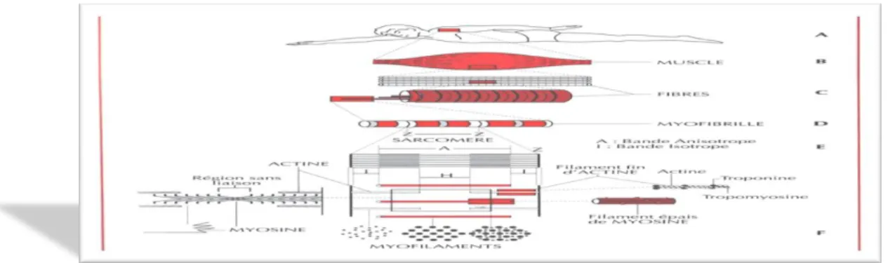 Fig. 2 : Glissement des filaments composant le sarcomère  Ce glissement est le résultat de la formation de ponts d'union entre les têtes de  myosine  et  certains  sites  des  filaments  d'actine,  déclenchant  une  réaction 