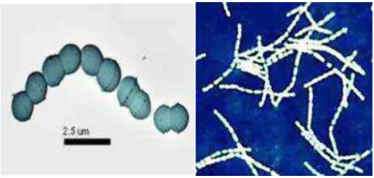 Figure 1.  Aspect microscopique des bactéries lactiques du yaourt 
