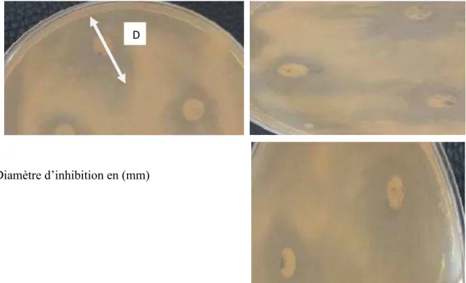 Figure 7.  Diamètres d’inhibition des extraits phénoliques de la menthe sur la croissance de  Streptococcus thermophilus