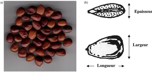 Figure 3 : Les graines du caroubier (a) schéma général et (b) caractéristiques  dimensionnelles (Karababa et Cokuner, 2013)