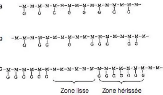 Figure 6: Différents types de distribution des résidus de galactose le long de la chaine de  mannane: une disposition régulière (a), une disposition aléatoire (b) et une disposition en 