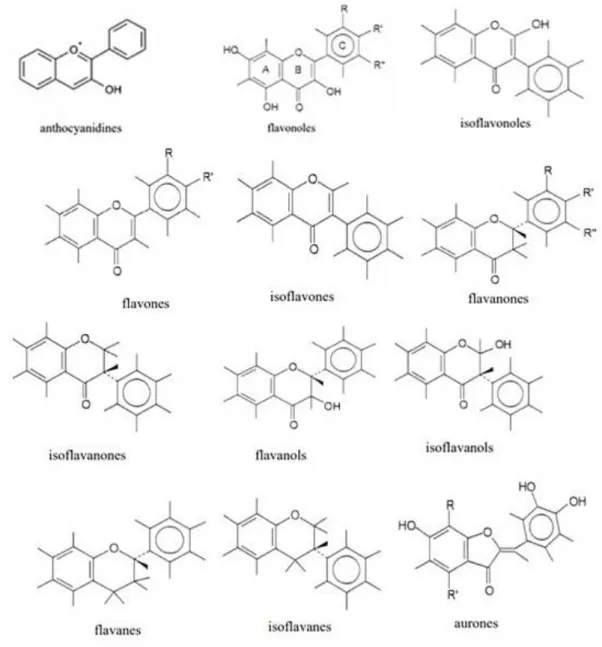 Figure 5 : Structures des squelettes de base des flavonoïdes (Havsteen, 2002). 