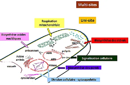 Figure 1. Principaux sites d’action des fongicides (INRA, 2019). 