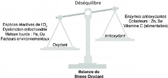 Figure 4. Déséquilibre de la balance du stress oxydant au niveau de la cellule   (Thibault, 2017)