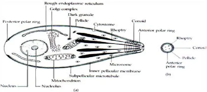 Figure 1: Représentation générale de la cellule des Apicomplexes (Menard, 2007)