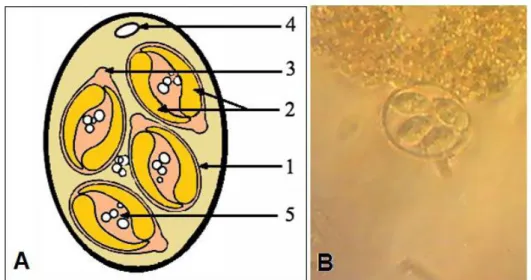 Figure 2: A: Représentation d’un oocyste sporulé,  (1) Sporocyste - (2) Deux sporozoïtes - (3) Corps   de   Stieda   -   (4)   Globule   réfringent   -   (5)   Corps   résiduels