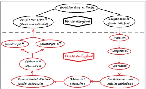 Figure 4: Schéma général du cycle évolutif de l’espèce Eimeria  (Banfield and Forbes, 1999) Des gènes ont été identifiés sur certains des chromosomes du parasite régulant la résistance des  E.