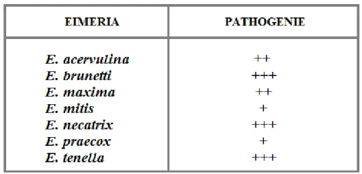 Tableau 2: Pouvoir pathogène des espèces infectant le poulet (Hafez, 2008)