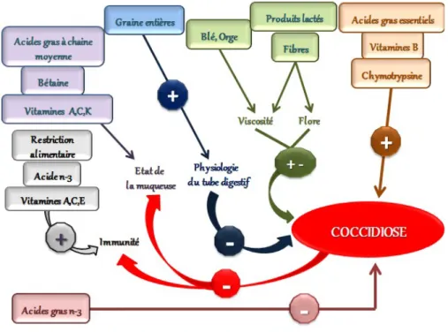 Figure 10: Effet de l’alimentation sur le développement des coccidioses  (Crevieu and Naciri, 2001)