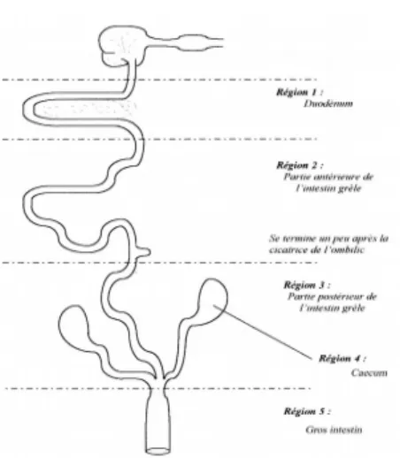 Figure 12: Division de l’intestin en 5 zones pour la notation des indices lésionnel (Johnson and Reid, 1970)
