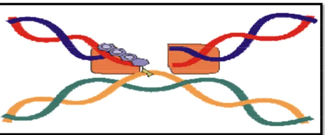 Figure 5: Action des anthracyclines par l'intermédiaire de la topoiomérase II dans la molécule d'ADN (Maraldi et al., 2002).