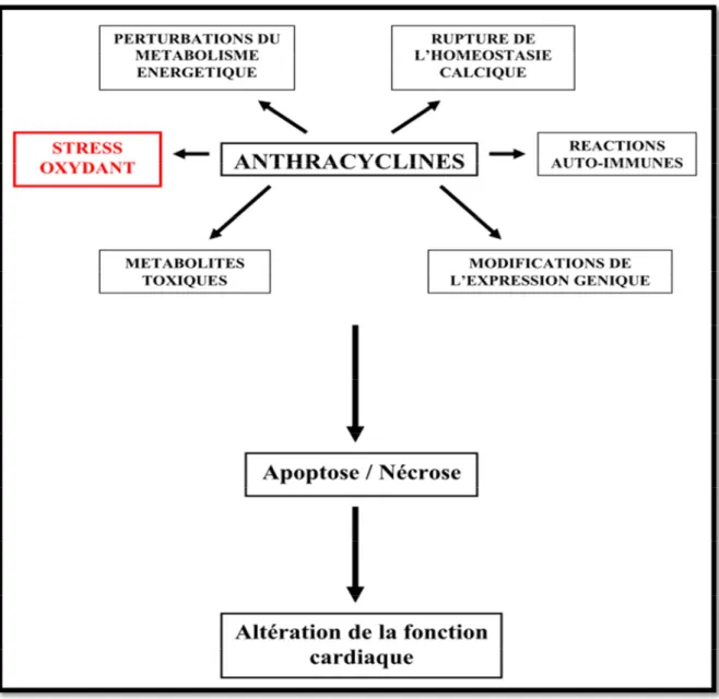 Figure 8: La cardiotoxicité des anthracyclines (Talabert et al., 2013).