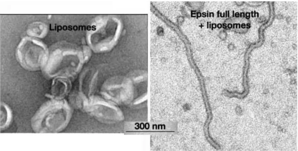 Figure 6 : Microscopie électronique de liposomes seuls ou incubés avec l’epsine (Ford et al.,  2002)  