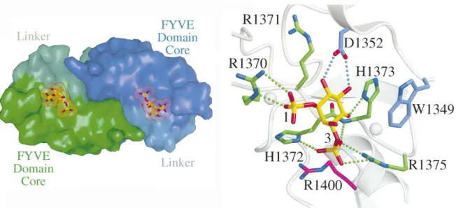 Figure  11  :  Structure  du  domaine  FYVE.  Vue  de  la  poche  de  stéréospécificité  du  PI3P  (Dumas et al., 2001) 