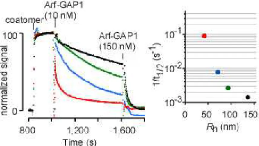 Figure 19b : Mesure par diffusion statique de la cinétique du désassemblage du manteau en  fonction du rayon de courbure des liposomes