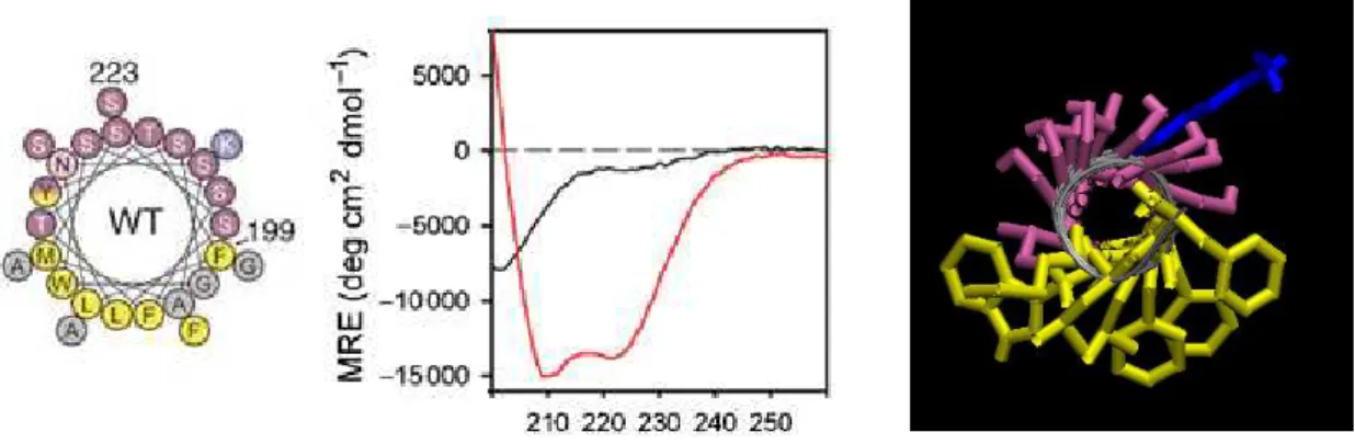 Figure 21: Représentation en hélice alpha de l’ALPS1 d’ArfGAP1 et dichroïsme circulaire du  peptide en solution (spectre noir) ou  en présence de liposomes très courbés (spectre rouge)