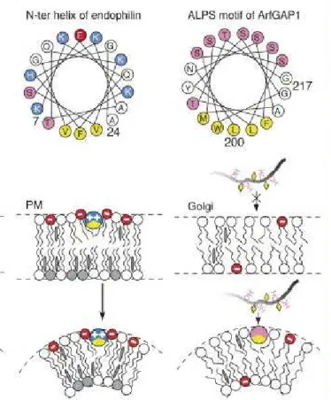 Figure 22 : Conséquences de la physicochimie d’une hélice amphipathique sur la liaison aux  membranes