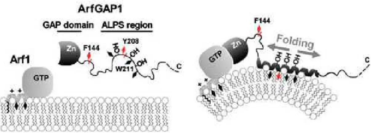 Figure 24 : L’ALPS d’ArfGAP1 se structure en hélice sur des membranes courbées 