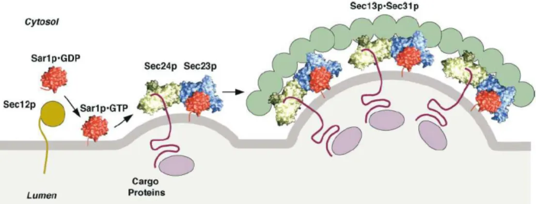 Figure  3:  Illustration  du  recrutement  du  manteau  COPII  à  la  surface  membranaire  (Bonifacino and Glick, 2004) 