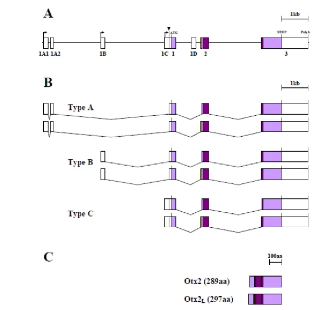 Figure 2 : Organisation et expression du locus Otx2 chez la souris 