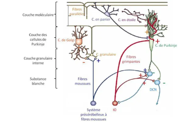 Figure 5 : Organisation cellulaire du microcircuit du cervelet 