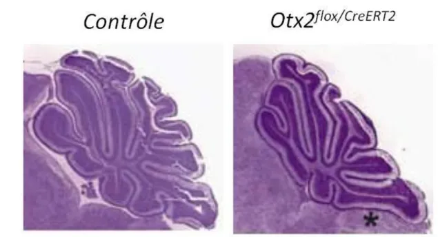 Figure 6 : Morphologie du cervelet à P10 après inactivation du gène Otx2 à E16.5 