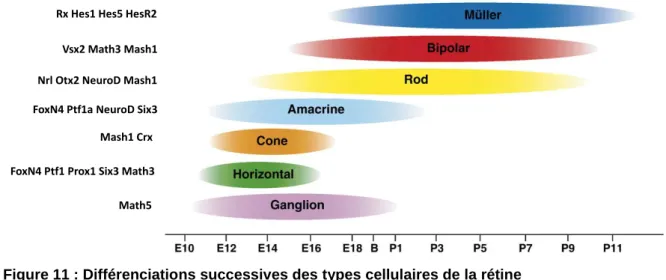 Figure 11 : Différenciations successives des types cellulaires de la rétine 