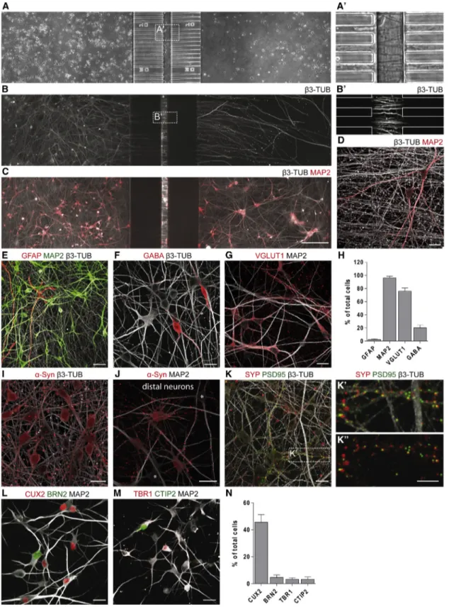Figure 1. Characterization of hiPSC-Derived Corticocortical Neuronal Networks