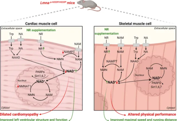 Figure 4. Main reported alterations in the NAD + metabolism in a mouse model of striated muscle laminopathy: in cardiac tissue of Lmna p.H222P / H222P mice, an altered NAD + salvage pathway has been observed with decreased NAMPT and NMNAT1 expression