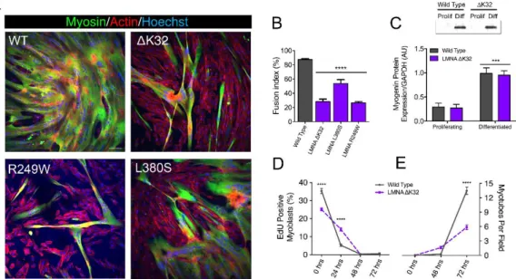 Figure 1. In vitro myoblast fusion and myotube formation. ( A ) Confocal immunofluorescence images of myosin (MF20, green) in wild-type (WT) and LMNA-related congenital muscular dystrophy (LMNA-CMD) mutant (∆K32, L380S and R249W) cells, after 3 days of dif