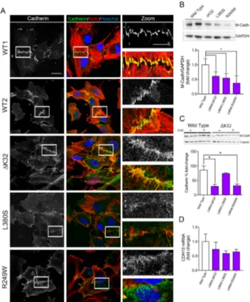 Figure 2. Cadherins in wild-type and mutant muscle cell precursors. (A). Confocal immunofluo- immunofluo-rescence images of F-actin (phalloidin, red) and cadherin (white or green) in WT (WT1 and WT2)