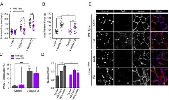 Figure 5. Functional and morphological abnormalities of Lmna+/∆K32 mice to functional overload (FO)