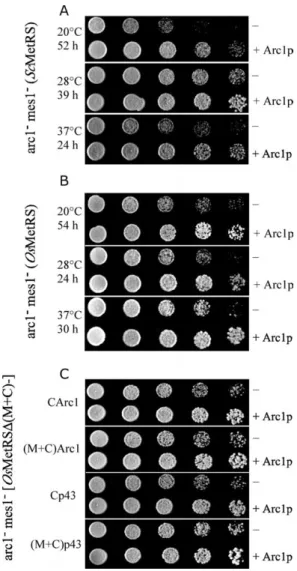 Figure 4. Arc1p can palliate the growth defect of arc1 2 mes1 2 strains expressing ScMetRS, OsMetRS or a fusion protein derived from OsMetRS
