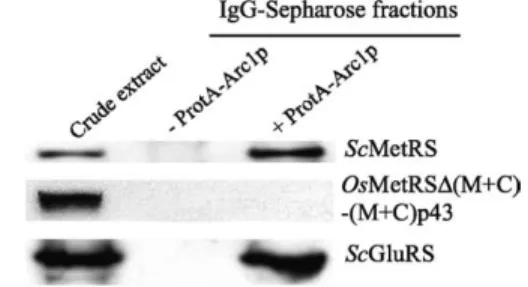 Figure 6. Arc1p does not interact with the catalytic domain of OsMetRS. ProtA-Arc1p from arc1 2 mes1 2 cells co-transformed with plasmids that expressed ScMetRS or OsMetRS D (M þ C)-(M þ C)p43 was  affinity-purified on IgG-Sepharose