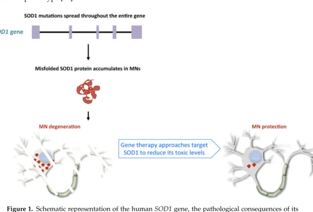 Figure 1. Schematic representation of the human SOD1 gene, the pathological consequences of its mutations and the effects of the gene targeting approach