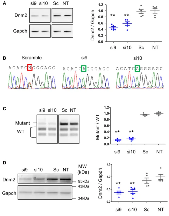 Figure 2. Si9 and si10 are potent allele-specific siRNAs in MEFs.