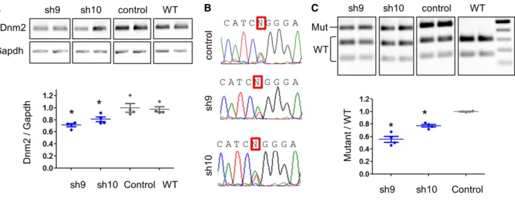 Figure 3 . Sh 9 is efficient to specifically reduce the mutant allele in 3 -month-treated muscle from young mice.