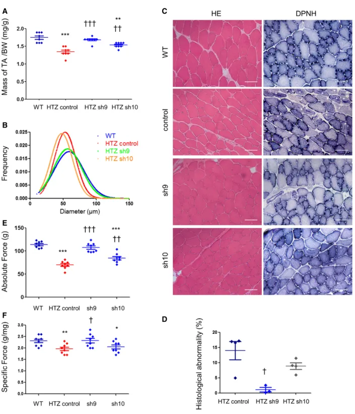 Figure 4. Sh9 3-month treatment abolishes muscle defects in young mice.