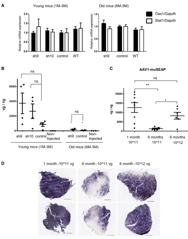 Figure 6 . Expression of interferon-induced genes and AAV transduction efficiency in young and old mice.