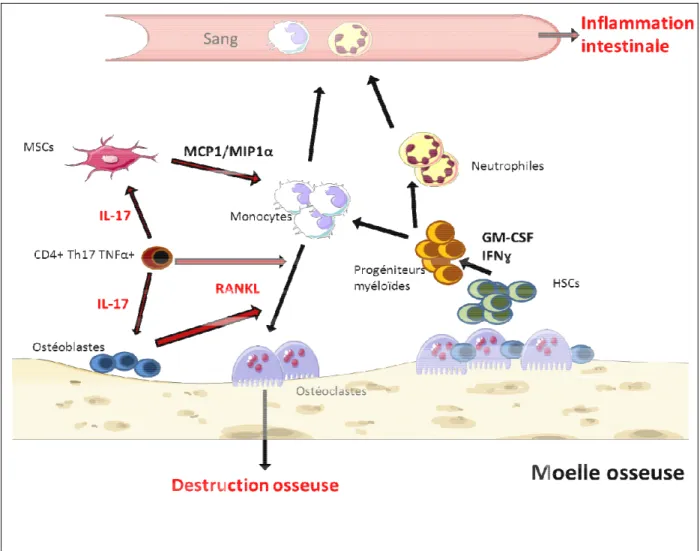 Figure 12: Les ostéoclastes cellules au centre de l'inflammation