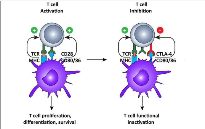 Figure 2: Activation et inhibition du lymphocyte T CD4 