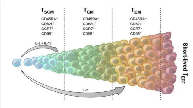 Figure 3: Différenciation des cellules mémoires 